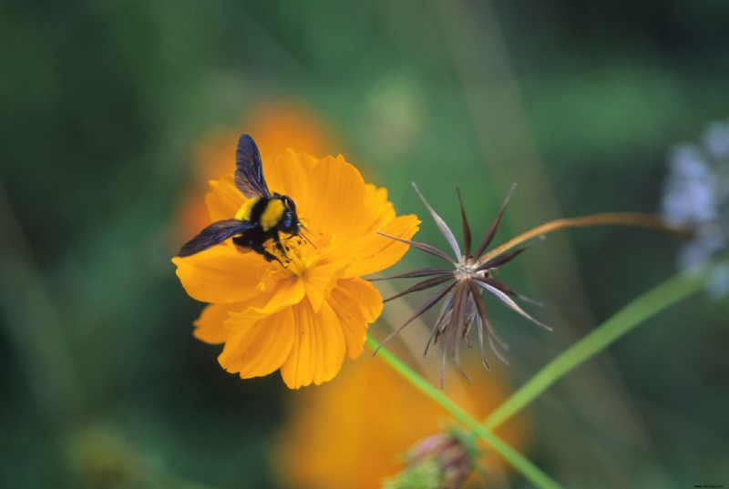 Wie man Kosmos anbaut – Expertentipps, wann und wo man diese Blumen pflanzt 