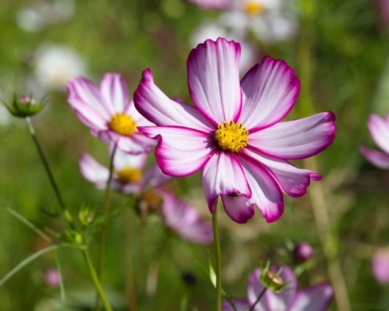 Wie man Kosmos anbaut – Expertentipps, wann und wo man diese Blumen pflanzt 