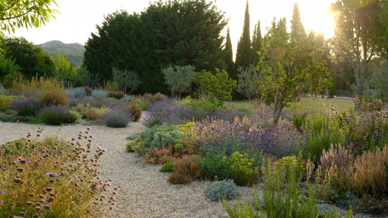 So planen Sie einen Trockengarten – Ideen für Pflanzen und Landschaftsgestaltung 