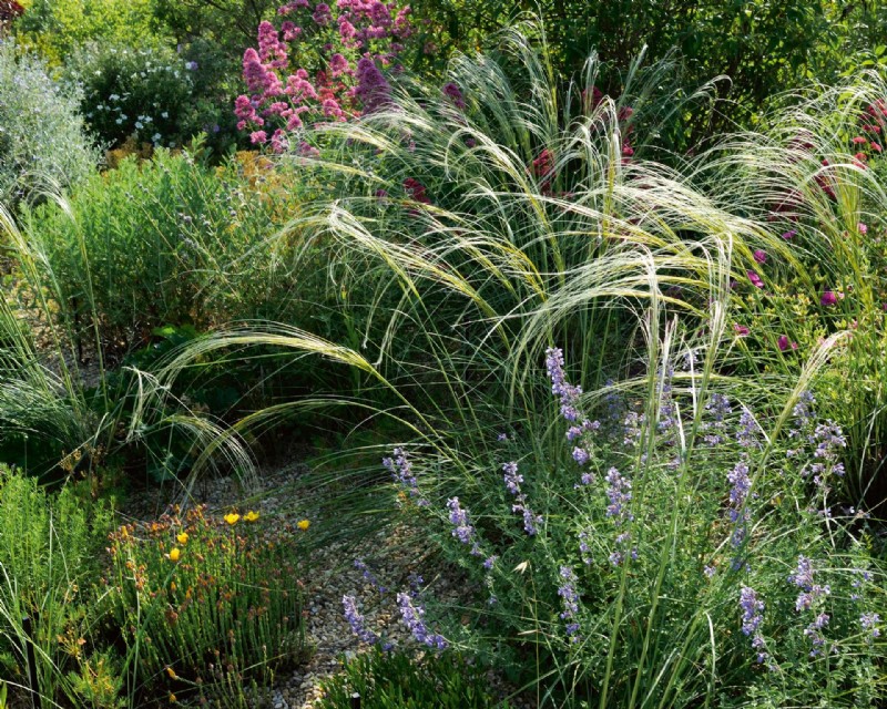 So planen Sie einen Trockengarten – Ideen für Pflanzen und Landschaftsgestaltung 