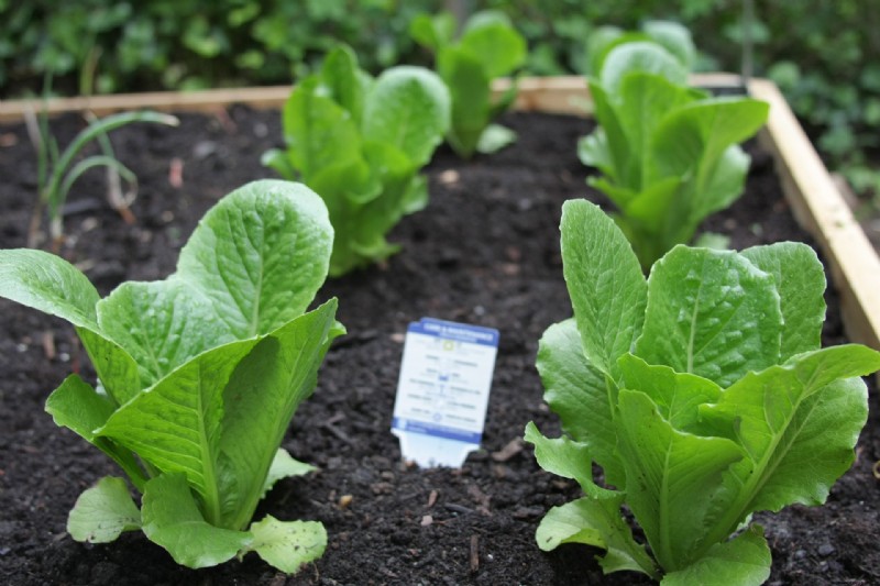 Wie man Spinat anbaut – drinnen oder draußen für gesunde Blätter 