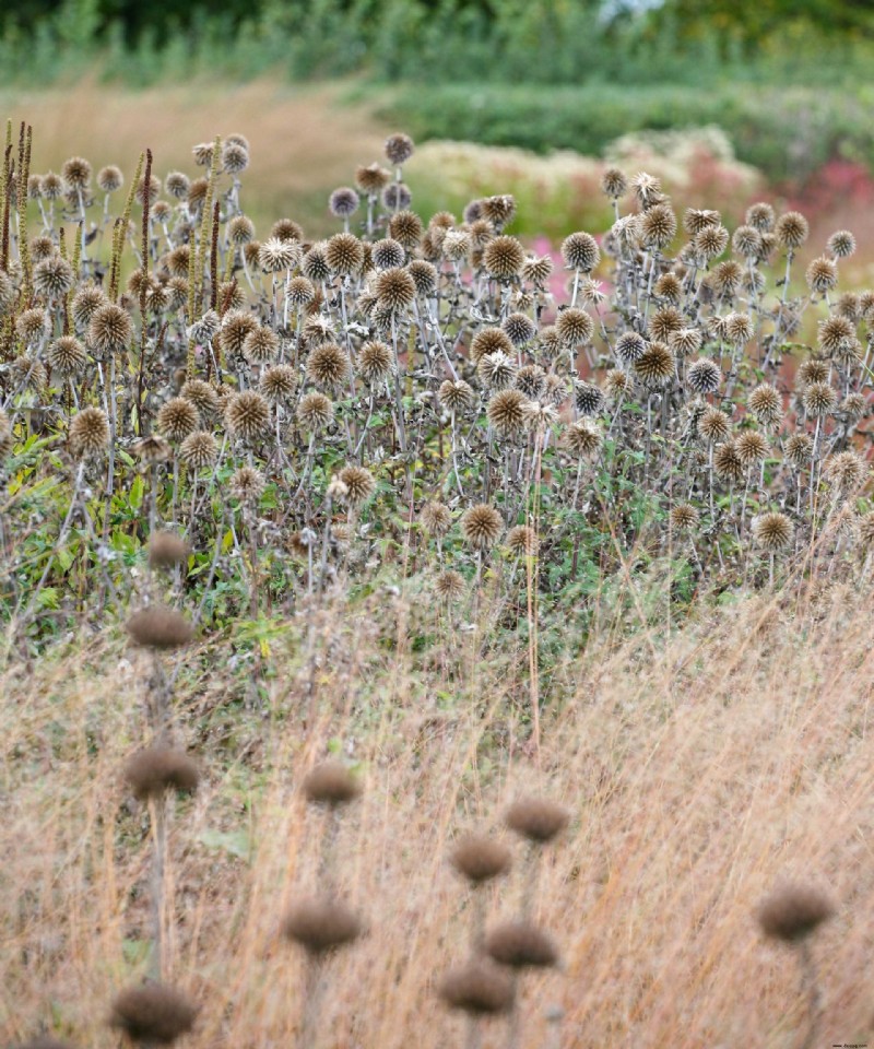 Samen sammeln – So sammeln und lagern Sie Samen von Ihren Gartenpflanzen 