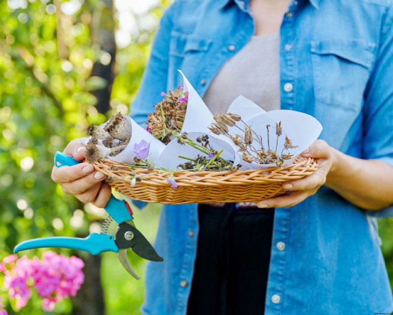 Samen sammeln – So sammeln und lagern Sie Samen von Ihren Gartenpflanzen 