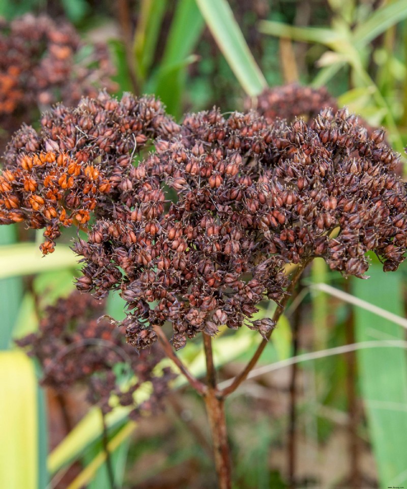 Samen sammeln – So sammeln und lagern Sie Samen von Ihren Gartenpflanzen 