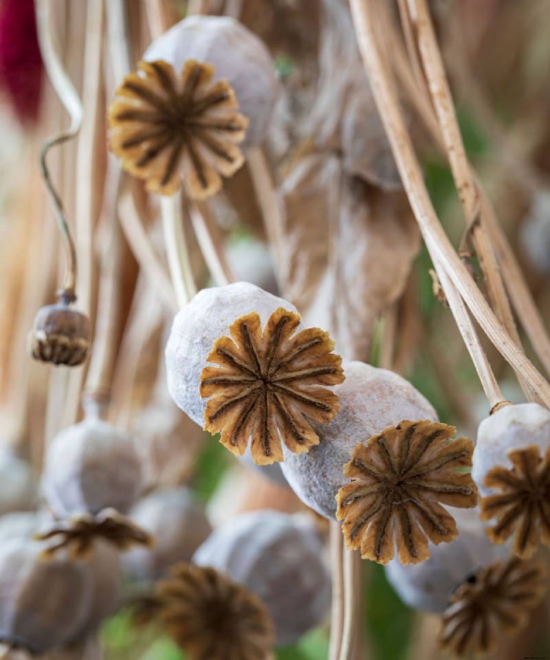 Samen sammeln – So sammeln und lagern Sie Samen von Ihren Gartenpflanzen 