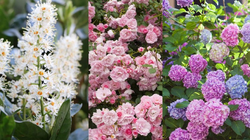 Beste blühende Sträucher – 13 blühende Möglichkeiten, die Sie Ihrem Garten hinzufügen können 
