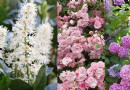 Beste blühende Sträucher – 13 blühende Möglichkeiten, die Sie Ihrem Garten hinzufügen können 