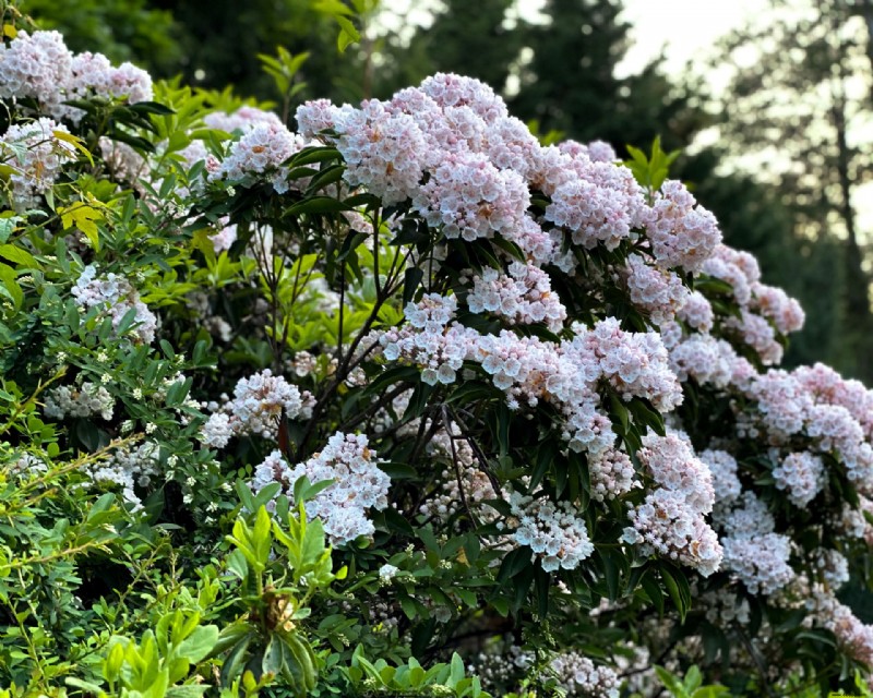 Beste blühende Sträucher – 13 blühende Möglichkeiten, die Sie Ihrem Garten hinzufügen können 