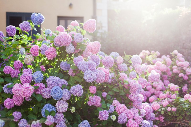 Beste blühende Sträucher – 13 blühende Möglichkeiten, die Sie Ihrem Garten hinzufügen können 