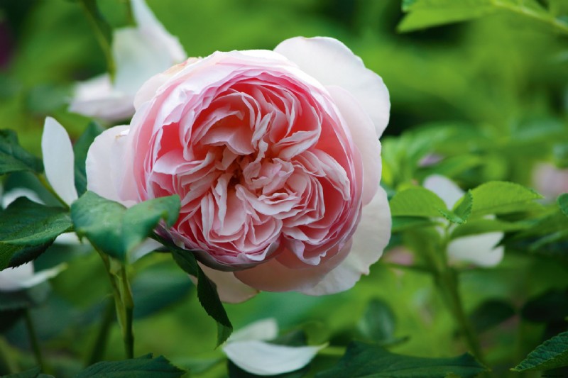 Wie man Rosen totköpft – Expertentechniken für mehr Blüten 