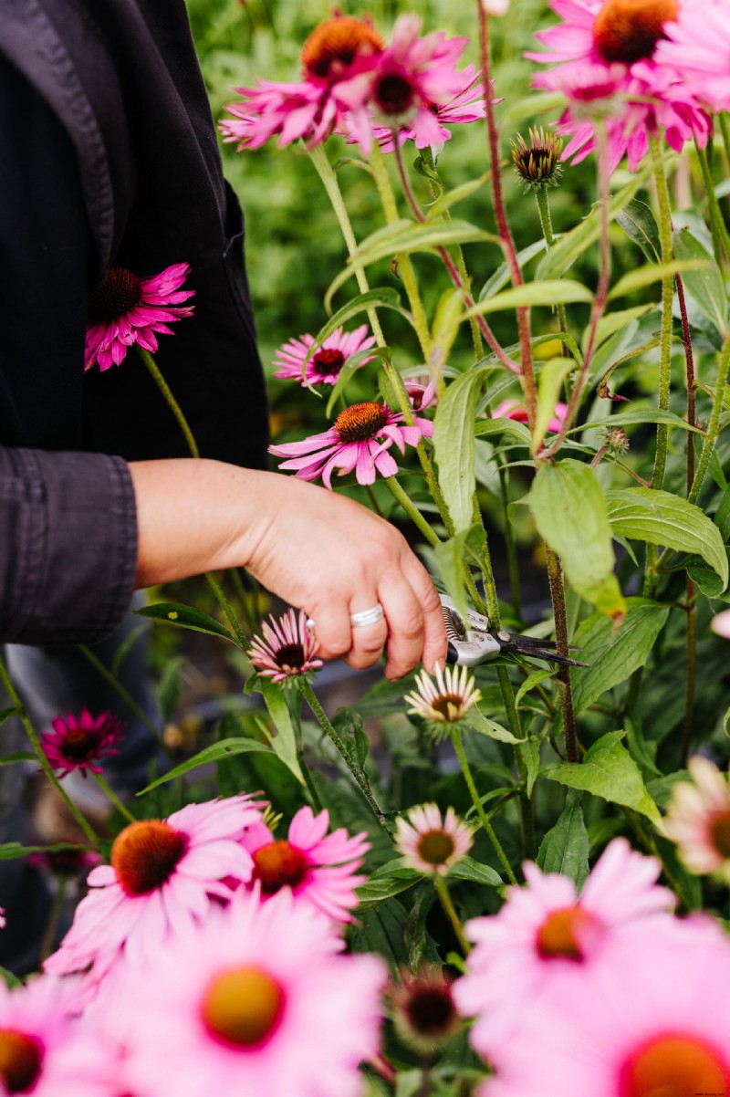 Planen Sie einen Schnittblumengarten – plus die Schnittgartenblumen zum Wachsen 