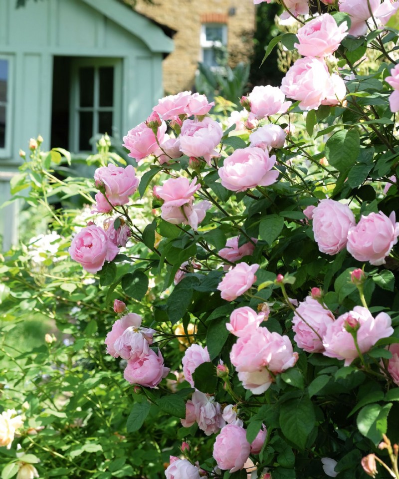 Planen Sie einen Schnittblumengarten – plus die Schnittgartenblumen zum Wachsen 