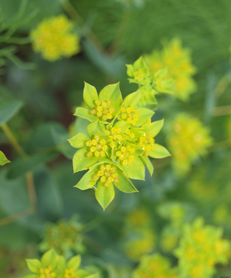 Planen Sie einen Schnittblumengarten – plus die Schnittgartenblumen zum Wachsen 