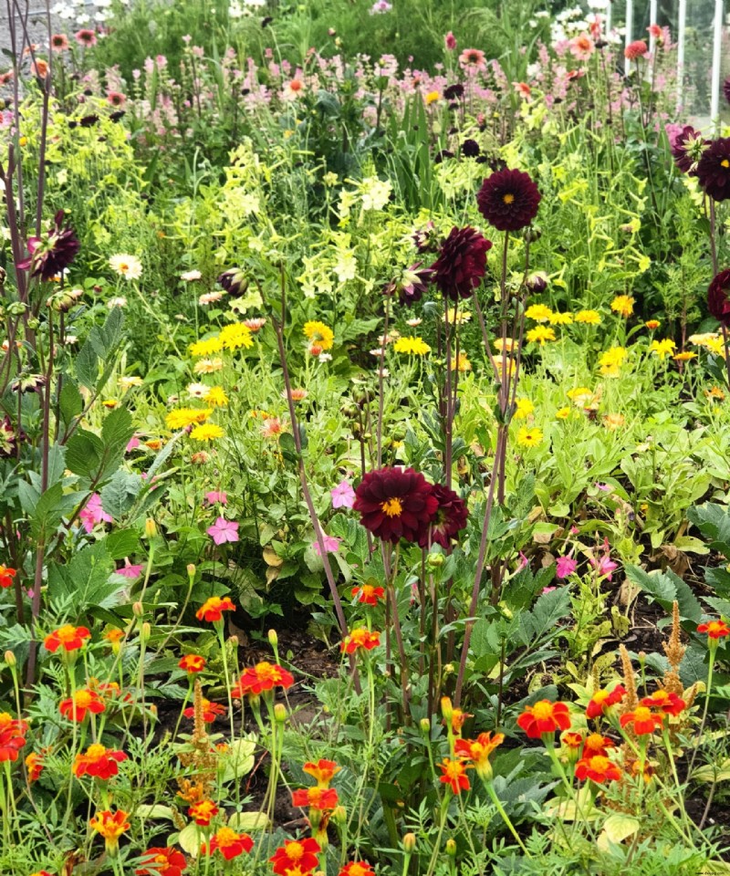 Planen Sie einen Schnittblumengarten – plus die Schnittgartenblumen zum Wachsen 