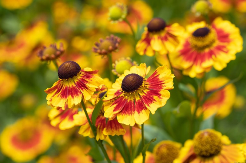 Herbstblumen für Töpfe – 10 schöne Ideen, um Farbe und Interesse hinzuzufügen 