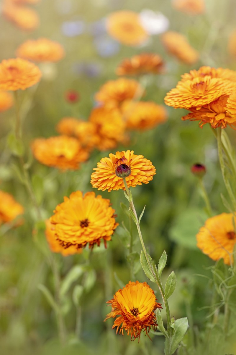 Herbstblumen für Töpfe – 10 schöne Ideen, um Farbe und Interesse hinzuzufügen 