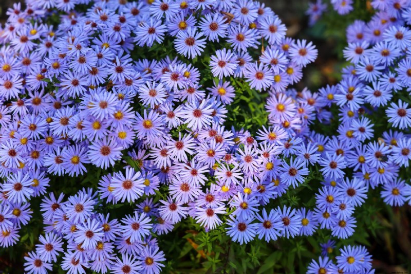 Herbstblumen für Töpfe – 10 schöne Ideen, um Farbe und Interesse hinzuzufügen 