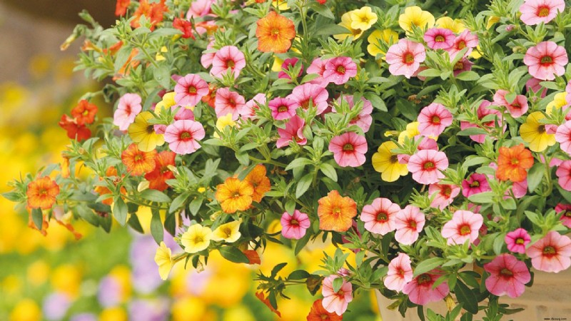 Herbstblumen für Töpfe – 10 schöne Ideen, um Farbe und Interesse hinzuzufügen 
