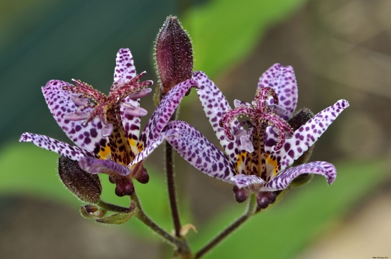 Herbstblumen für Töpfe – 10 schöne Ideen, um Farbe und Interesse hinzuzufügen 