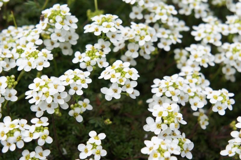 Herbstblumen für Töpfe – 10 schöne Ideen, um Farbe und Interesse hinzuzufügen 