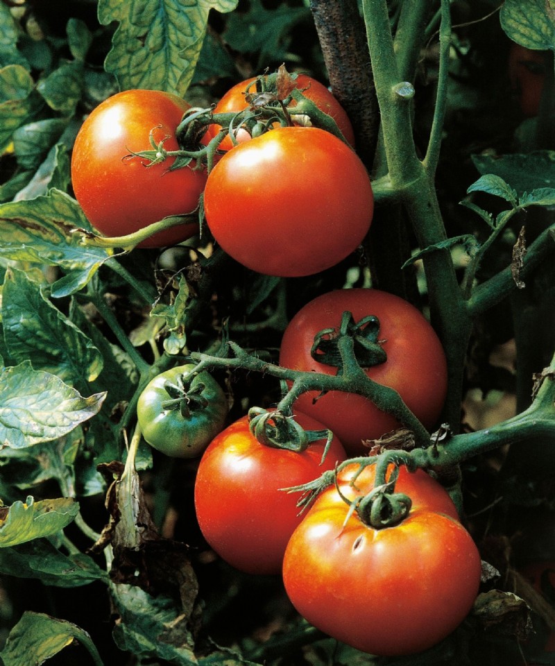 Tomaten ernten – für den perfekten Salat oder die perfekte Sauce 