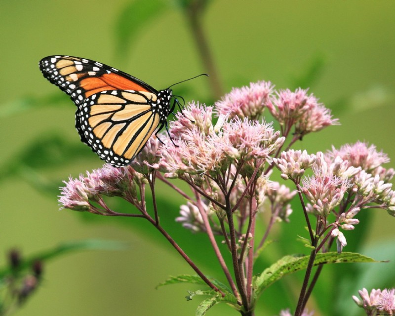 So ziehen Sie Schmetterlinge an – Expertenratschläge zum Anlegen eines Schmetterlingsgartens 