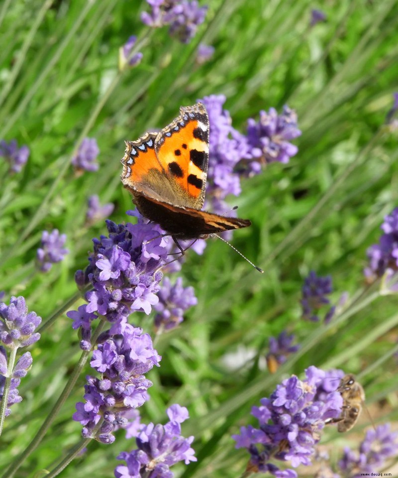 So ziehen Sie Schmetterlinge an – Expertenratschläge zum Anlegen eines Schmetterlingsgartens 