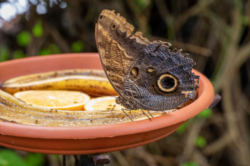 So ziehen Sie Schmetterlinge an – Expertenratschläge zum Anlegen eines Schmetterlingsgartens 