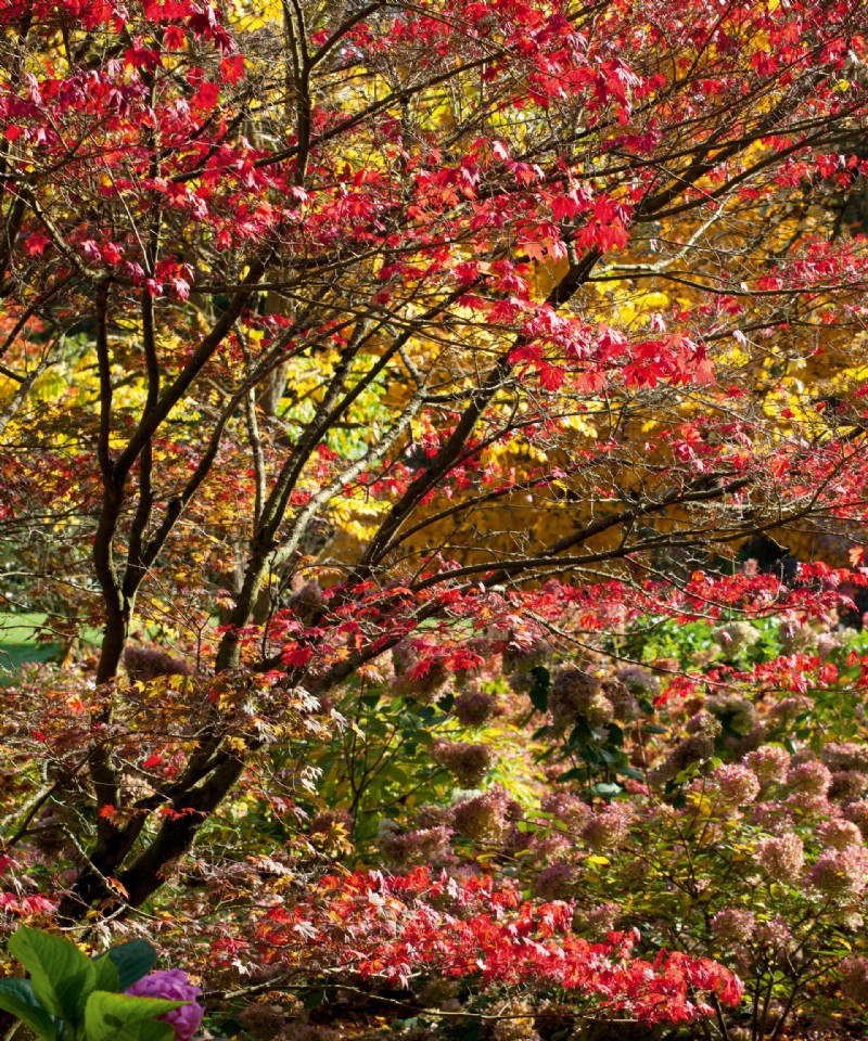 Beste Bäume für Herbstfarbe – mit schönem Laub 