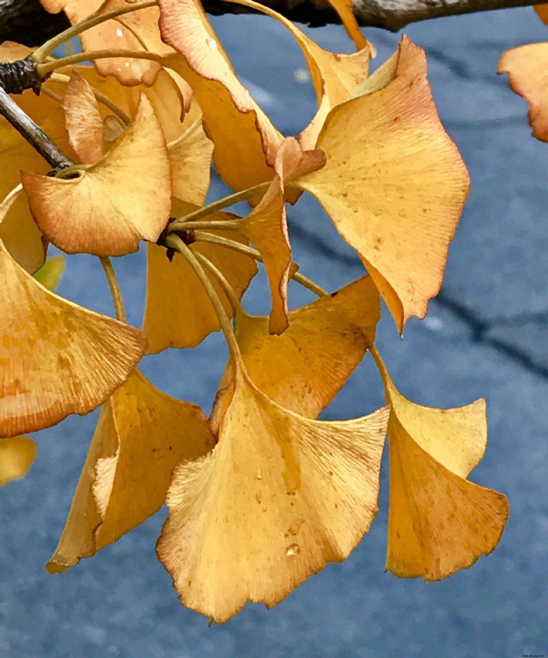 Beste Bäume für Herbstfarbe – mit schönem Laub 