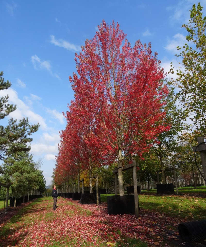 Beste Bäume für Herbstfarbe – mit schönem Laub 