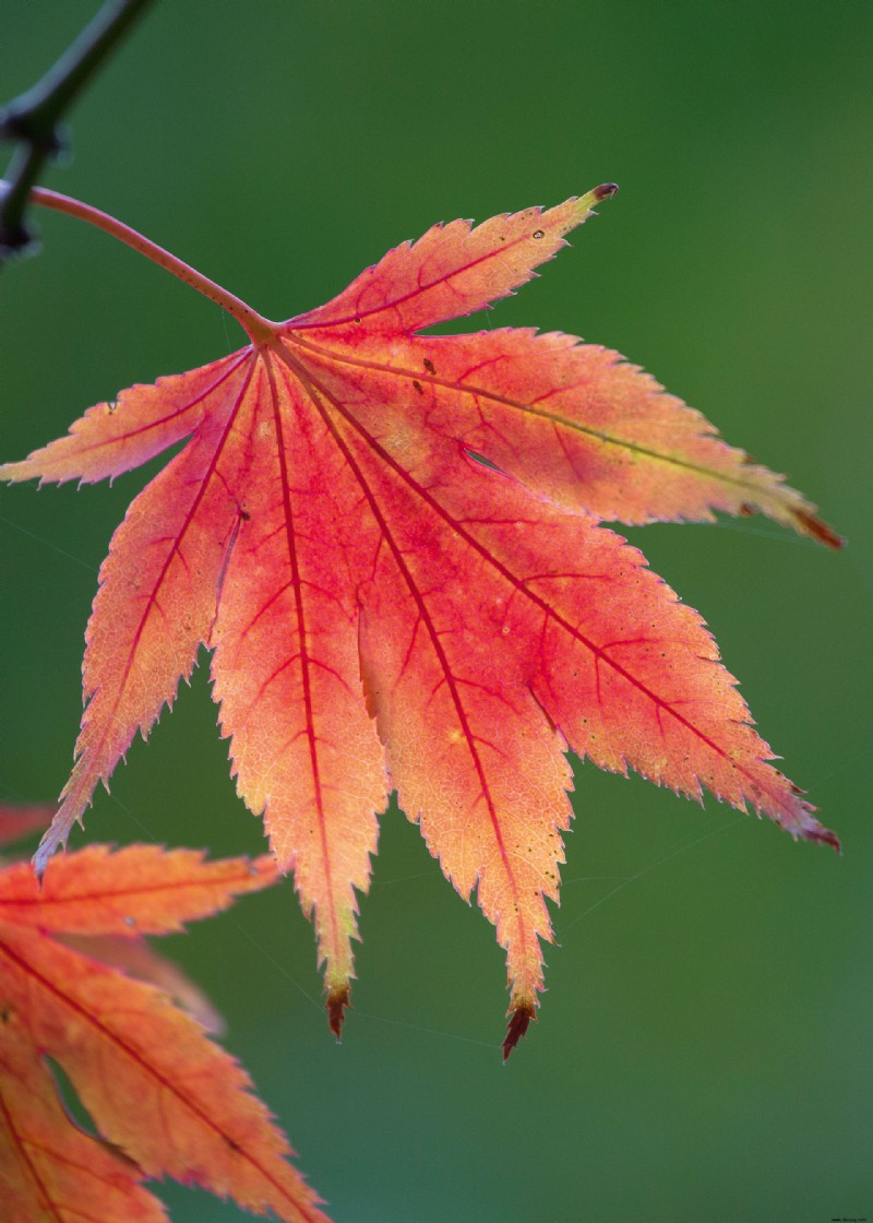 Beste Bäume für Herbstfarbe – mit schönem Laub 