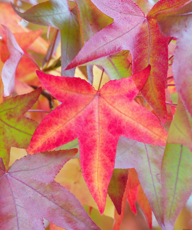Beste Bäume für Herbstfarbe – mit schönem Laub 