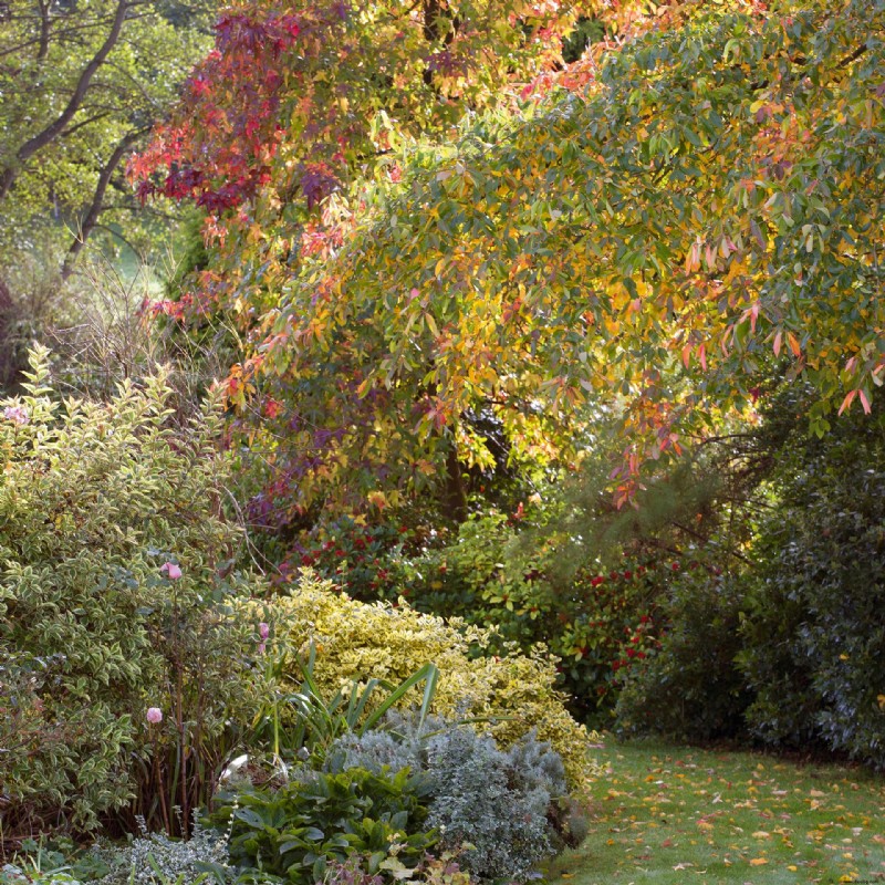 Beste Bäume für Herbstfarbe – mit schönem Laub 