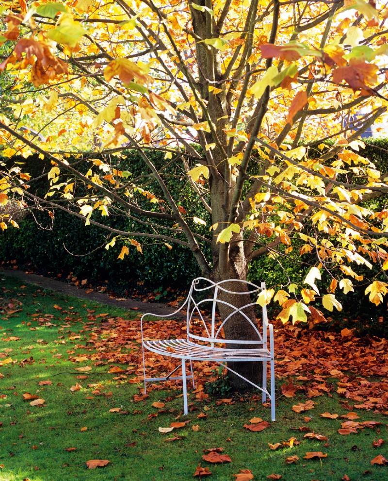 Beste Bäume für Herbstfarbe – mit schönem Laub 