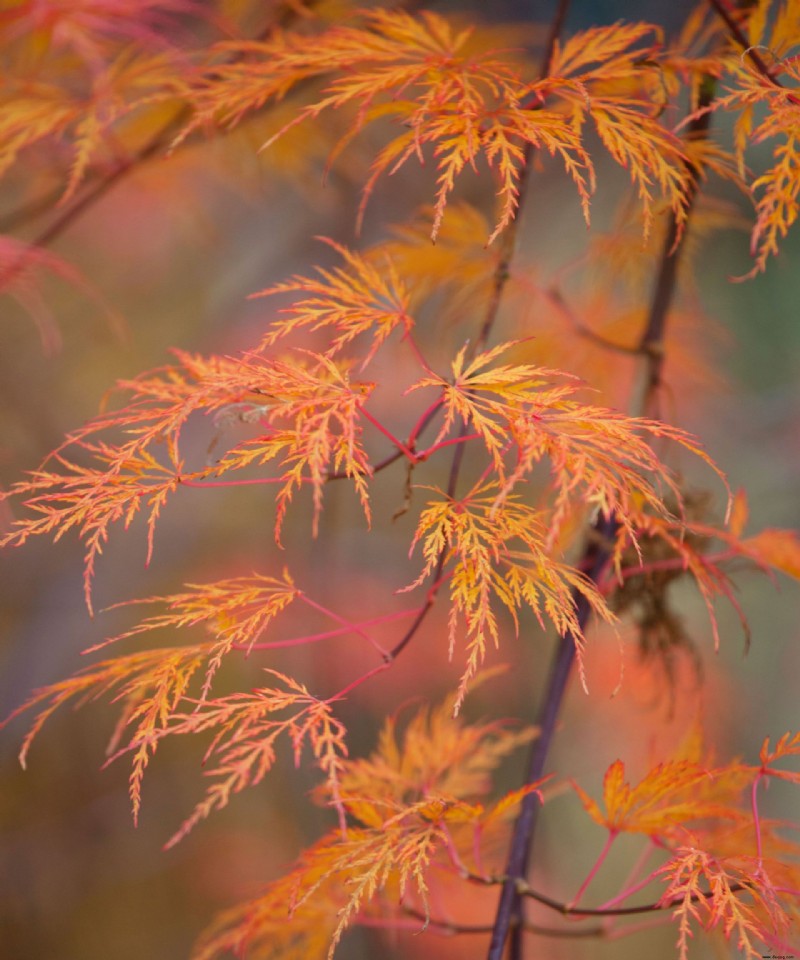 Beste Bäume für Herbstfarbe – mit schönem Laub 