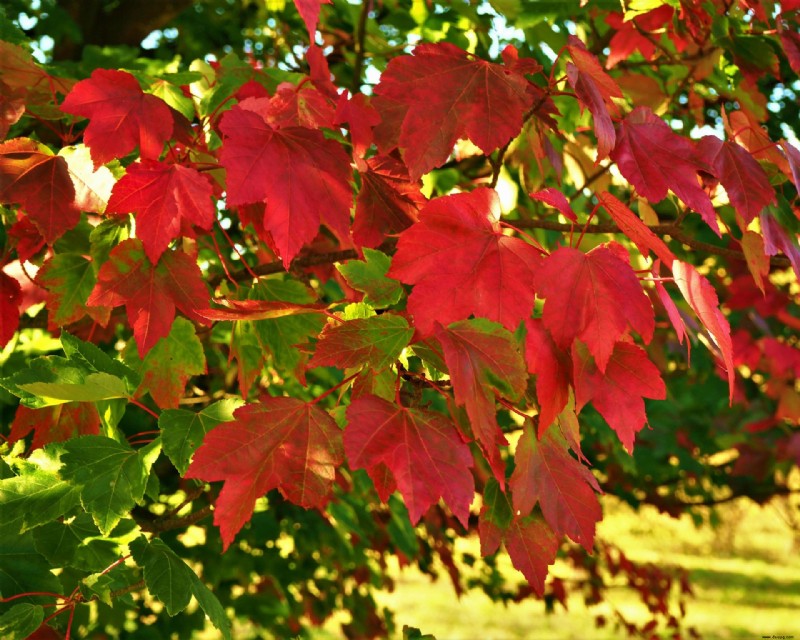 Beste Bäume für Herbstfarbe – mit schönem Laub 