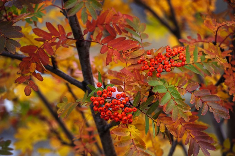 Beste Bäume für Herbstfarbe – mit schönem Laub 