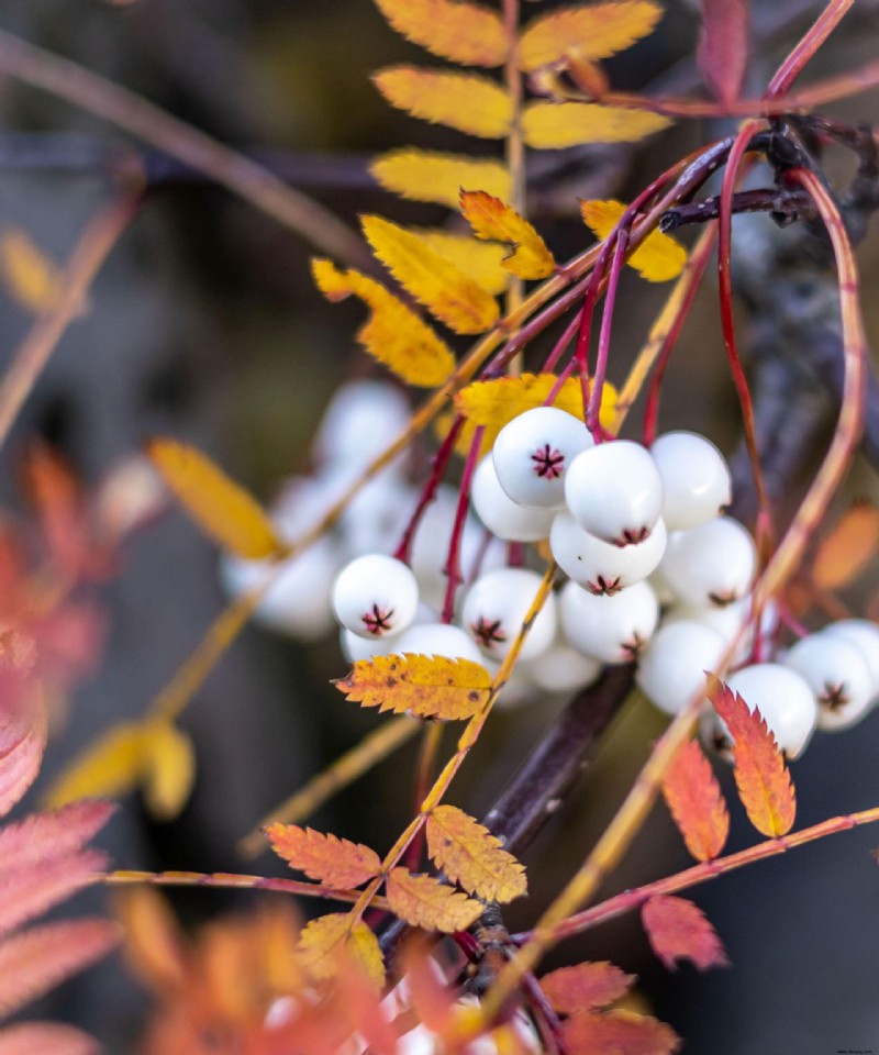 Beste Bäume für Herbstfarbe – mit schönem Laub 