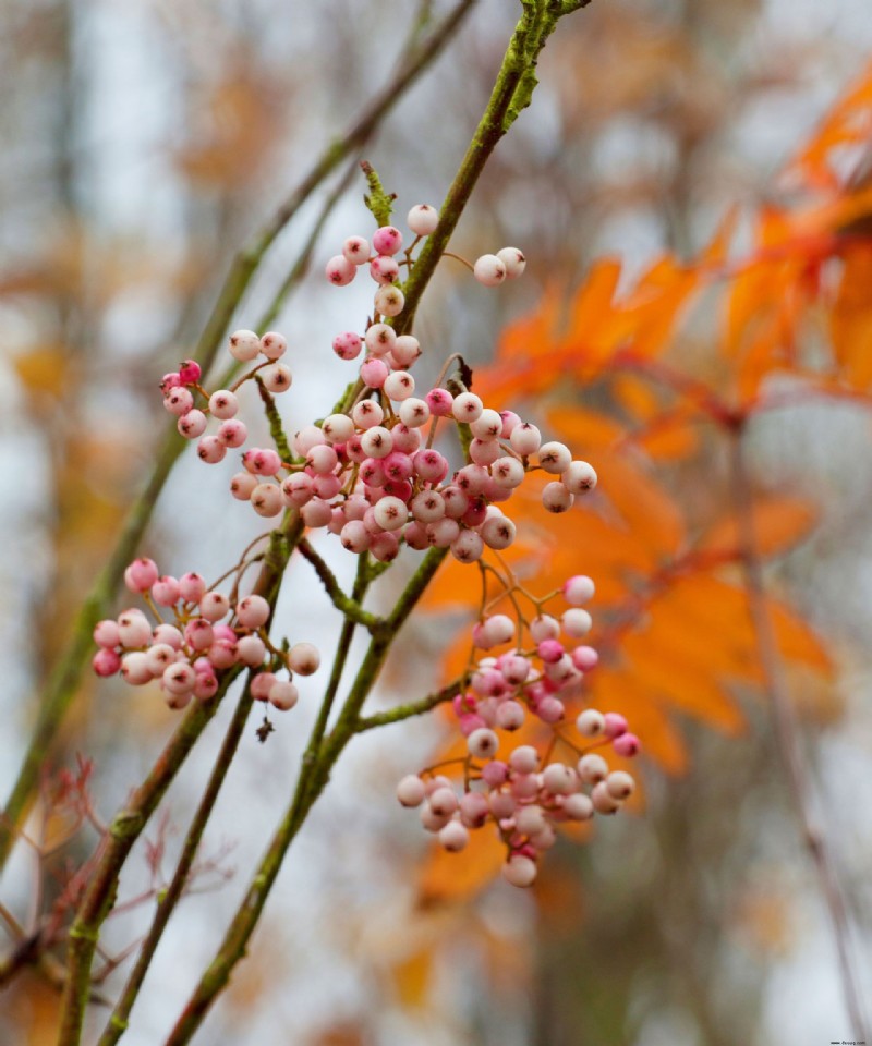 Beste Bäume für Herbstfarbe – mit schönem Laub 