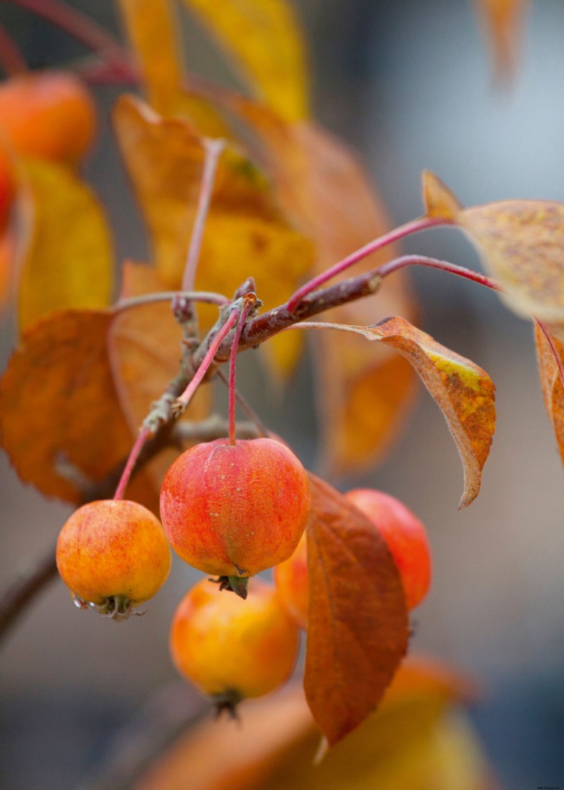 Beste Bäume für Herbstfarbe – mit schönem Laub 