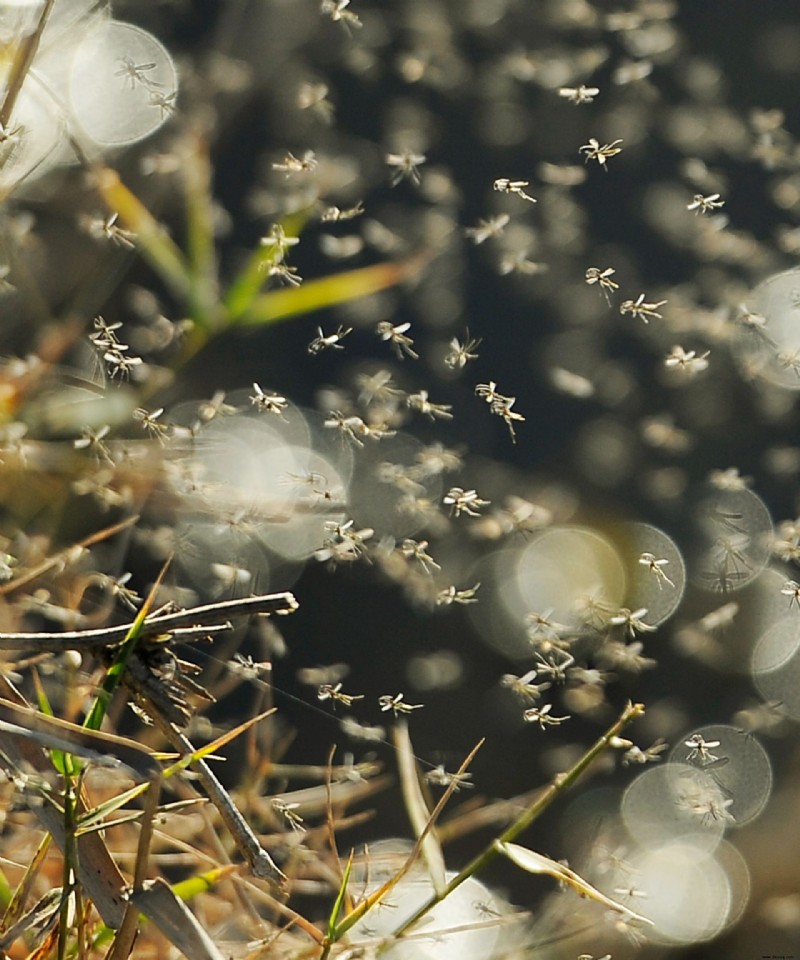 Halten Ventilatoren Mücken fern? Was Sie wissen müssen, um den Schädling wirksam abzuwehren 