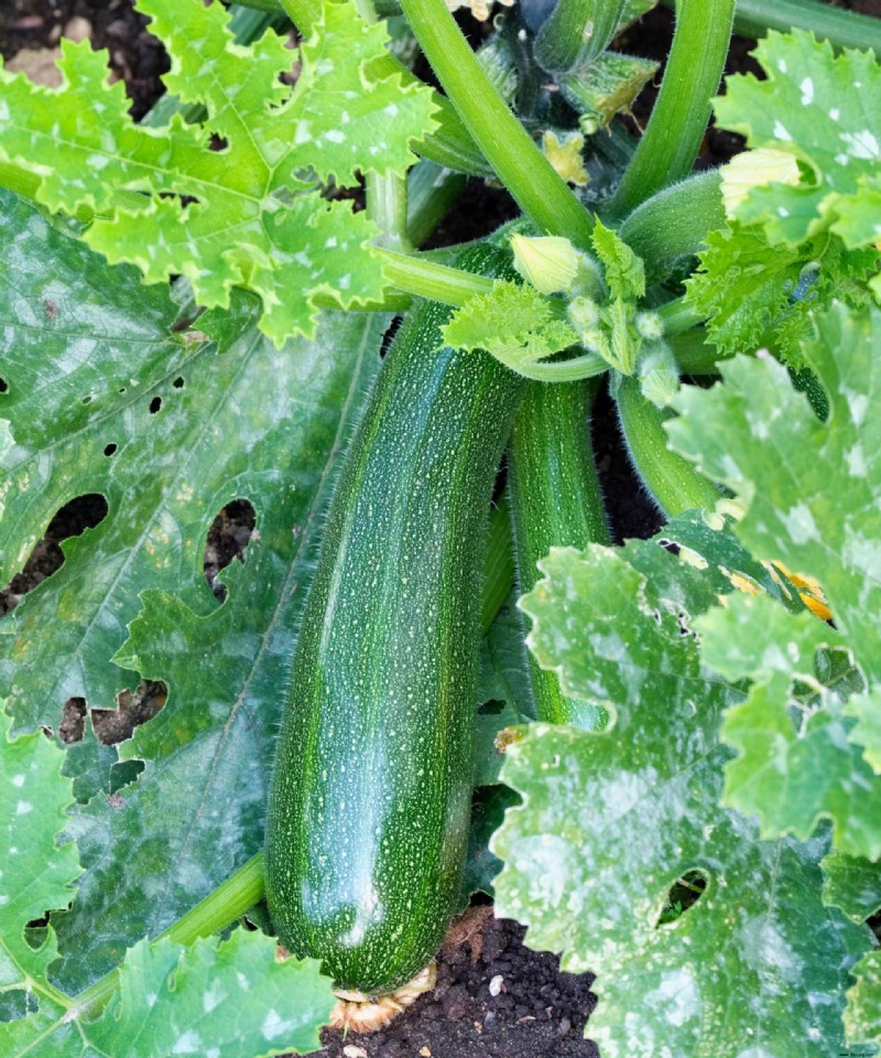 Warum werden meine Zucchiniblätter weiß? 3 Hauptursachen und Expertenlösungen zur Behebung des Problems 