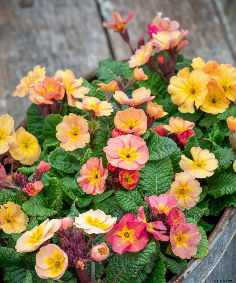 Was im August gepflanzt werden soll – Gemüse, Blumen und Sträucher, die diesen Monat wachsen sollen 