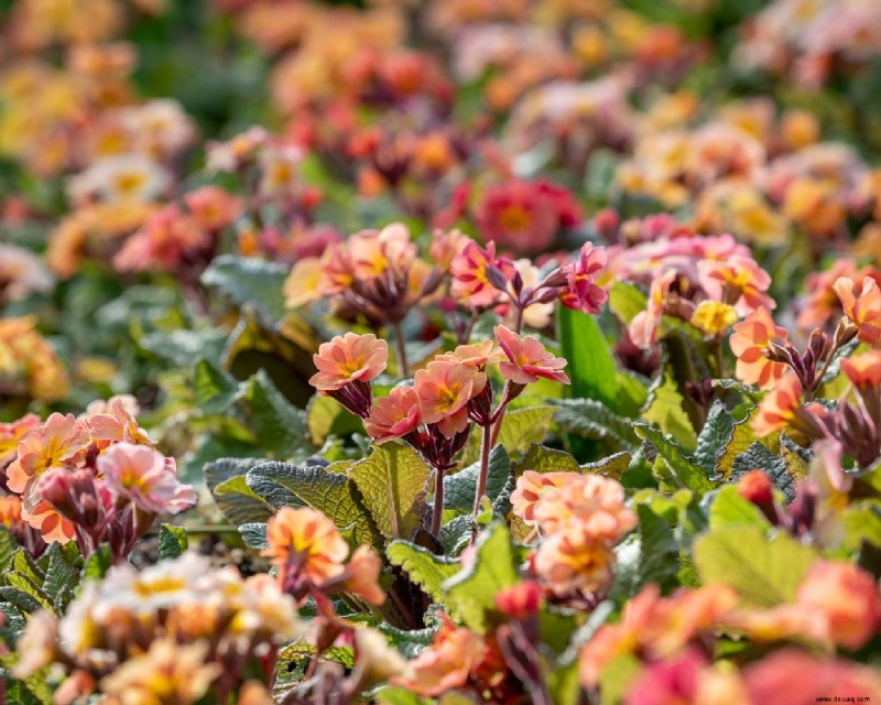 Was im August gepflanzt werden soll – Gemüse, Blumen und Sträucher, die diesen Monat wachsen sollen 