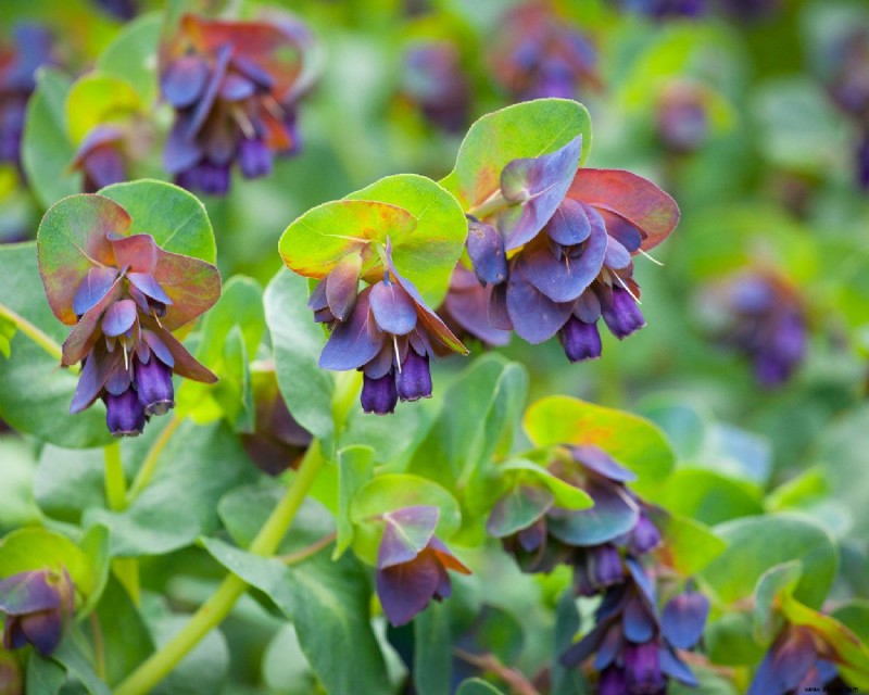 Was im August gepflanzt werden soll – Gemüse, Blumen und Sträucher, die diesen Monat wachsen sollen 