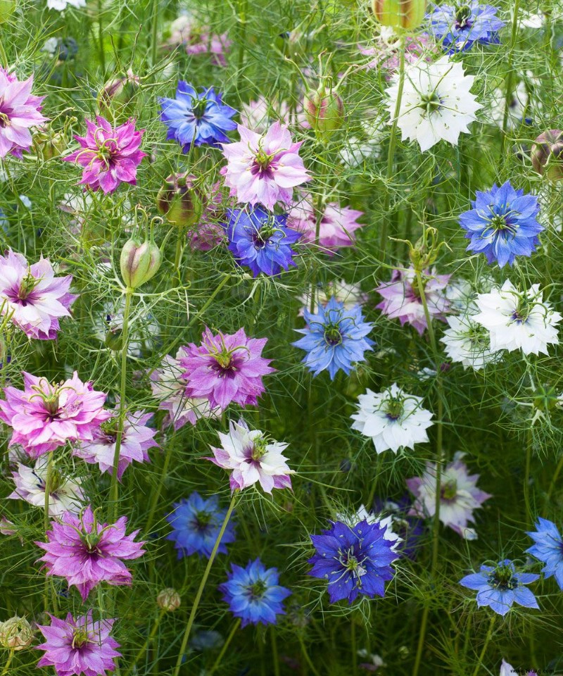 Was im August gepflanzt werden soll – Gemüse, Blumen und Sträucher, die diesen Monat wachsen sollen 