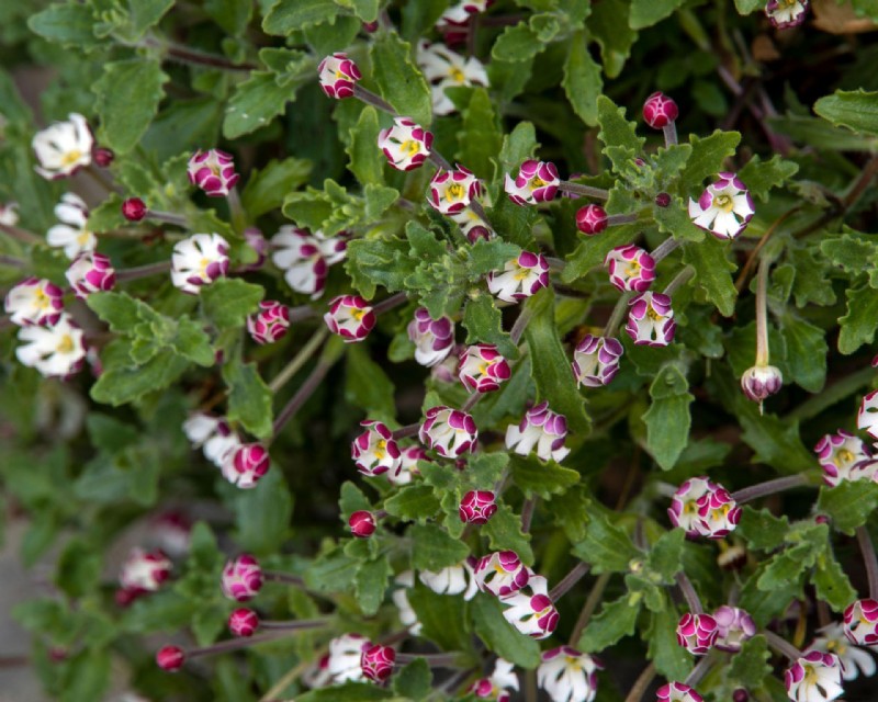 So gestalten Sie einen duftenden Garten – 10 schöne, aromatische Ideen 