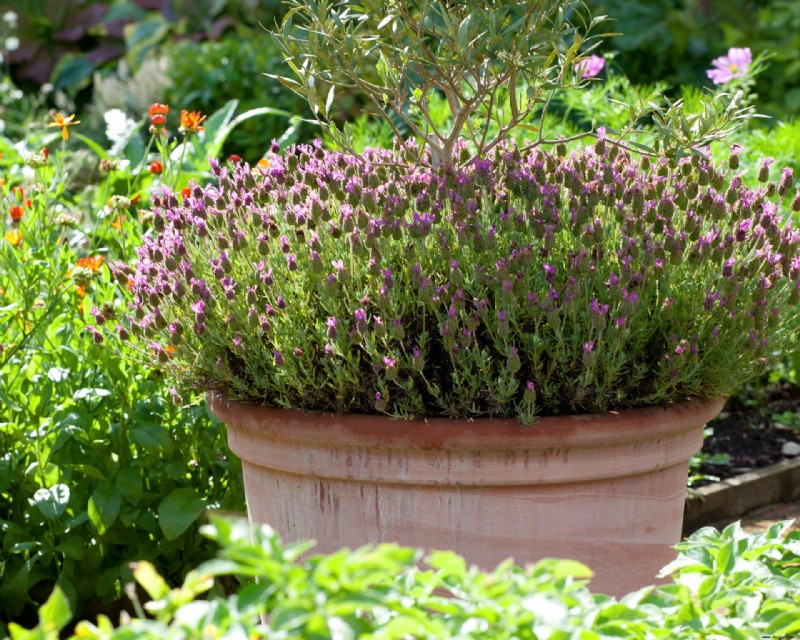 So gestalten Sie einen duftenden Garten – 10 schöne, aromatische Ideen 