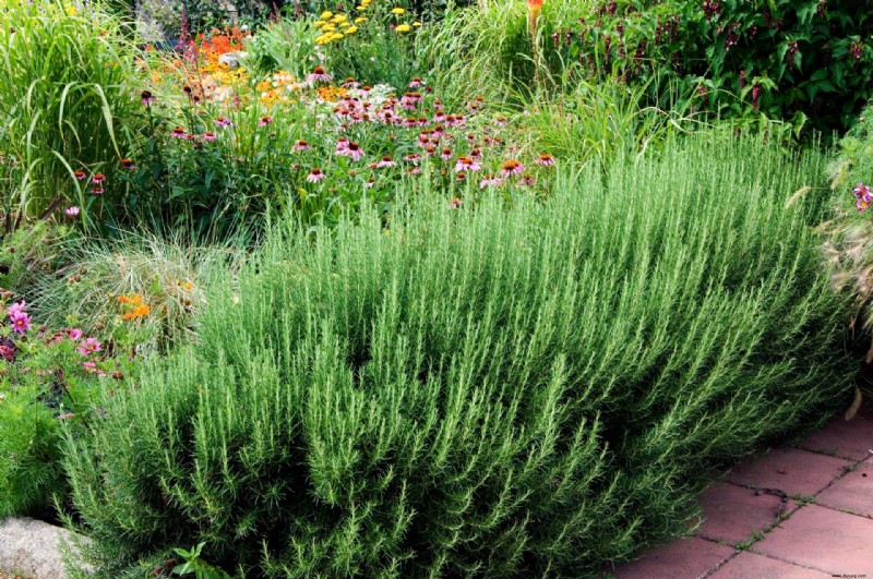 So gestalten Sie einen duftenden Garten – 10 schöne, aromatische Ideen 